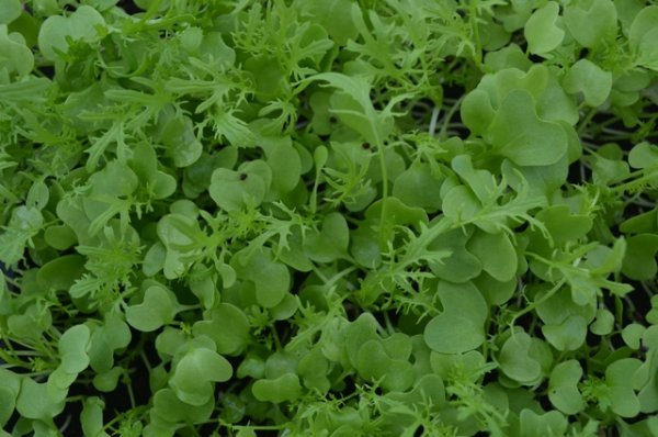 Golden Frills Microgreen