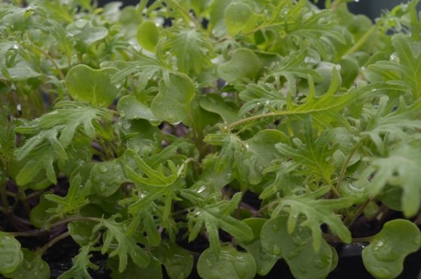 Kale Red Russian Microgreen