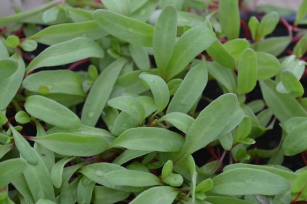 Rhubarb Chard Microgreen