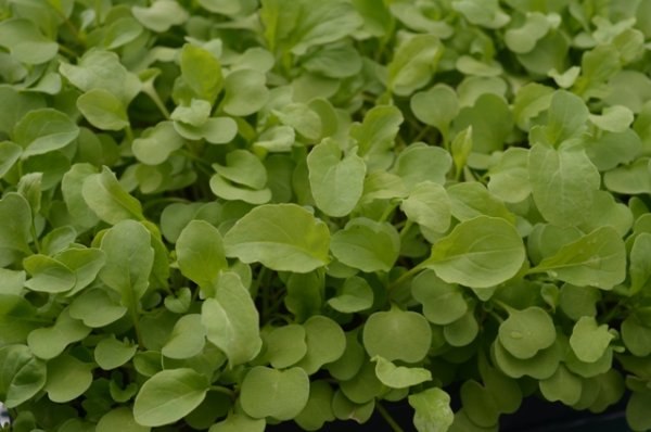 Rocket Esmee Microgreen