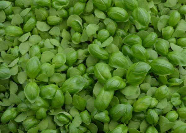 Basil Sweet Genovese Microgreen