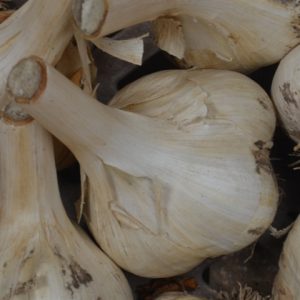 Elephant Garlic