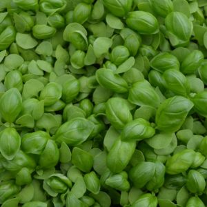 Basil Sweet Genovese Microgreen