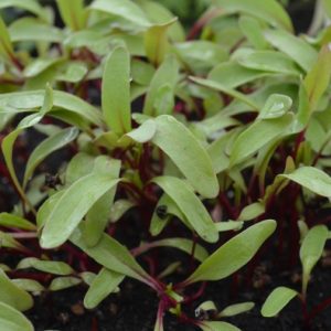 Beetroot Bulls Blood Microgreen