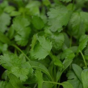Coriander Microgreen