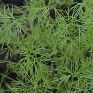 Dill Microgreen