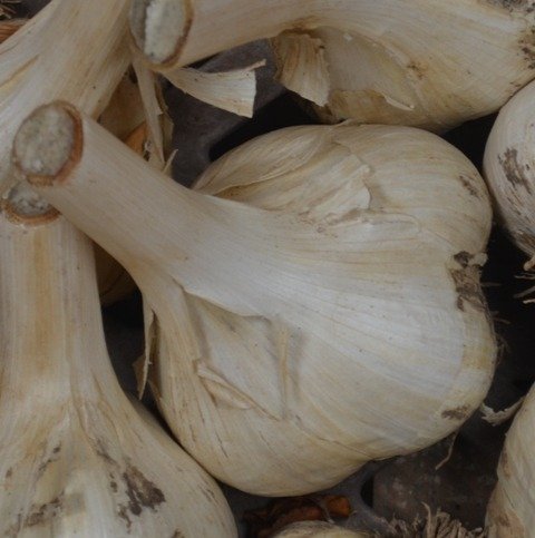 Elephant Garlic