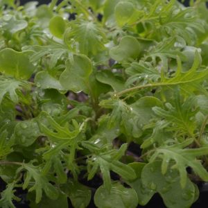 Kale Red Russian Microgreen