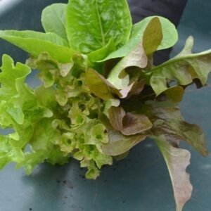 Lettuce Baby Leaf