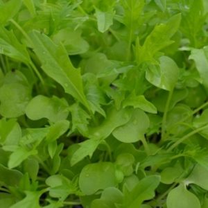 Mizuna Microgreen