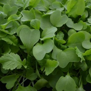Raddish Daikon Microgreen
