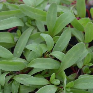 Rhubarb Chard Microgreen