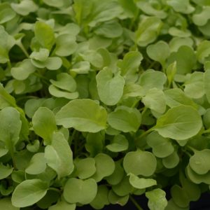 Rocket Esmee Microgreen