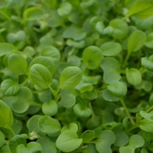 Tat Soi Microgreen