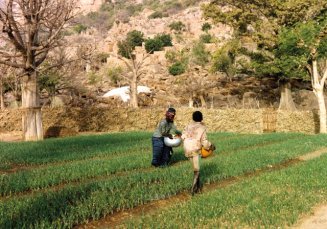 planting saplins joliba