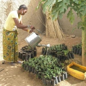 Joliba Watering