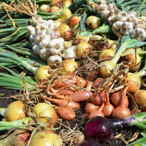 Garlic, Onions & Shallots suitable for organic production
