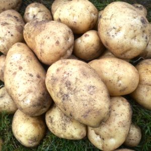 Organic Potatoes & Artichokes