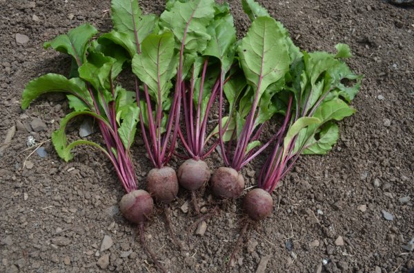 Beetroot Rhonda F1