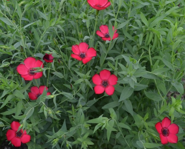 Linum Grandiflorum