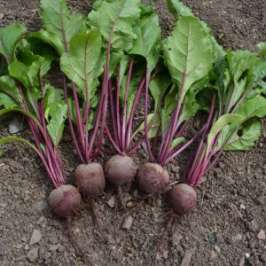 Beetroot Rhonda F1
