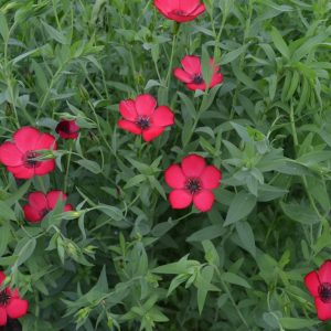Linum Grandiflorum
