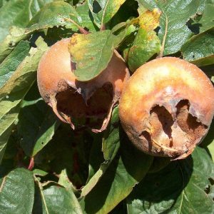 Medlar Nottingham