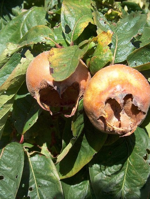 Medlar Nottingham
