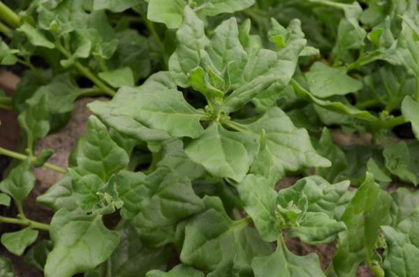 New Zealand Spinach6 web