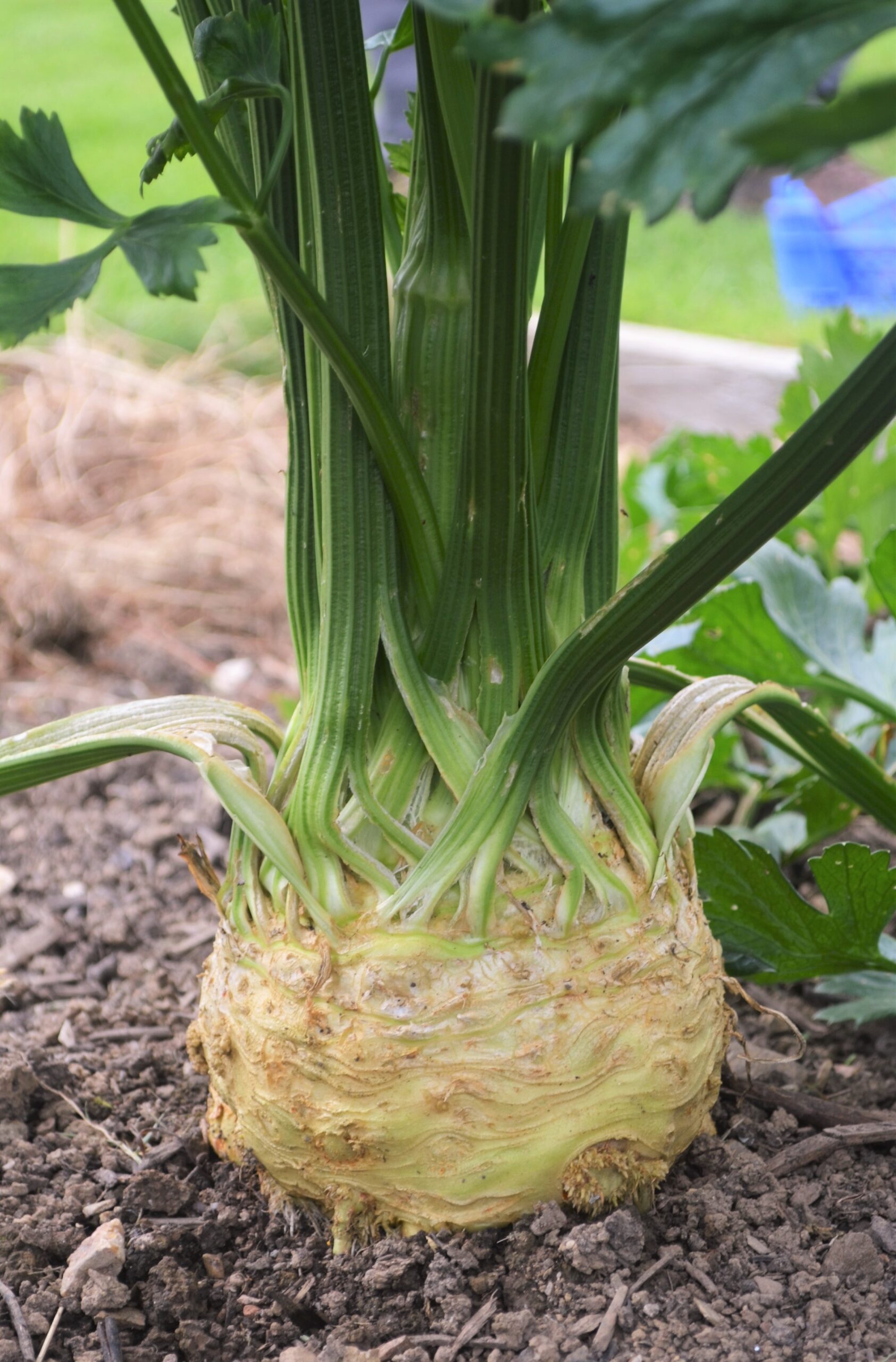 Celeriac monarch (15)