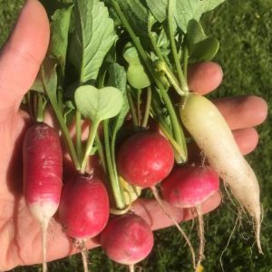 Mixed Radish