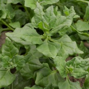 New Zealand Spinach6 web