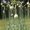 November-Elephant-Garlic