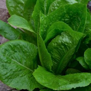Organic Lettuce Cos Paris Island