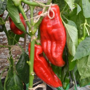 Pepper Cooper