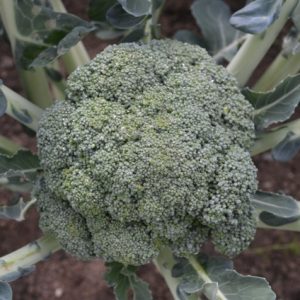 Calabrese Covina F1