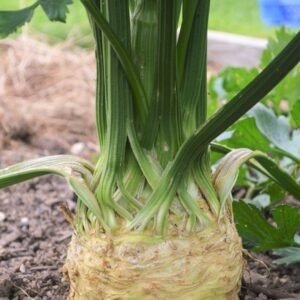 Celeriac monarch (15)