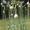November-Elephant-Garlic