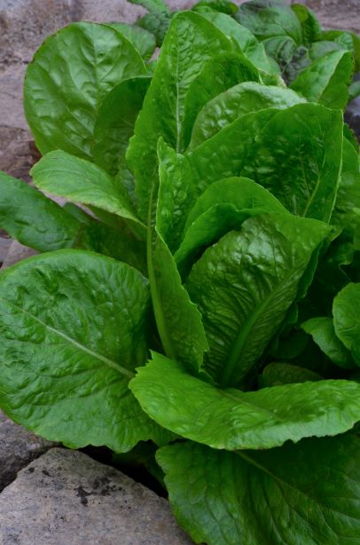 Organic Lettuce Cos Paris Island
