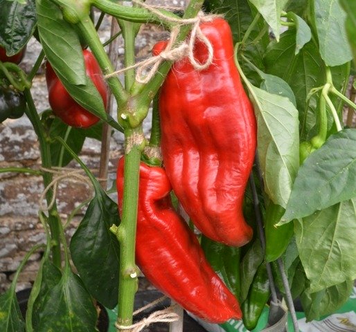Pepper Cooper