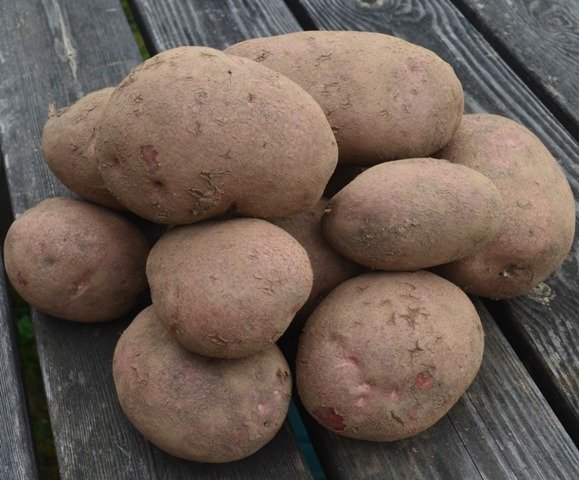 Potato Sarpo Axona