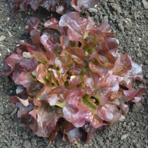 Lettuce Alonix