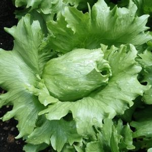 Lettuce Eduardo