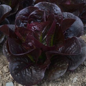 Lettuce Moonred