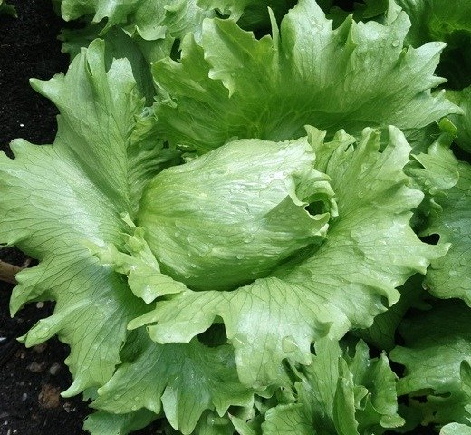 Lettuce Eduardo
