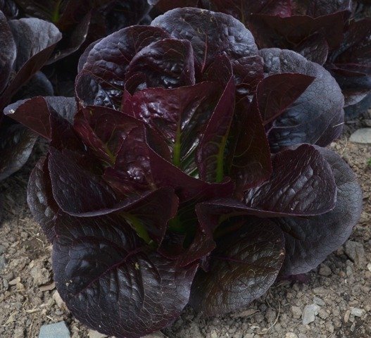 Lettuce Moonred