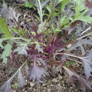 Purple Mizuna