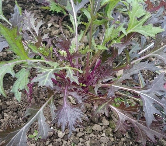 Purple Mizuna