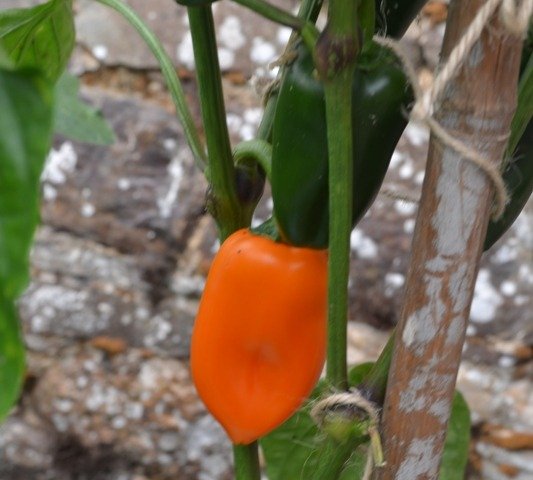 Pepper Flynn