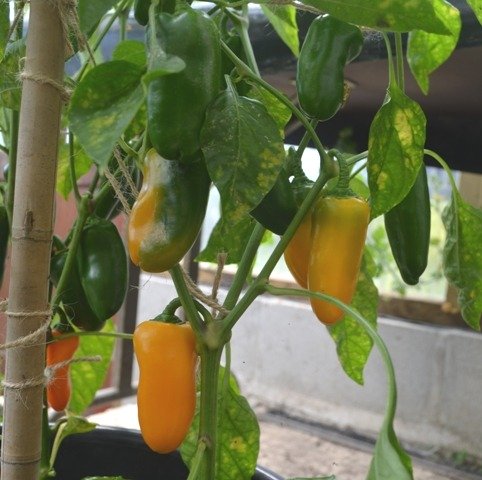 Pepper Radja